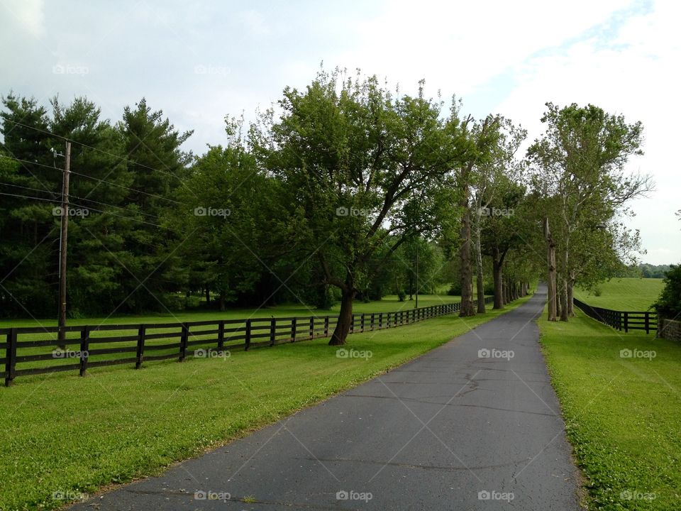 Road through horse country