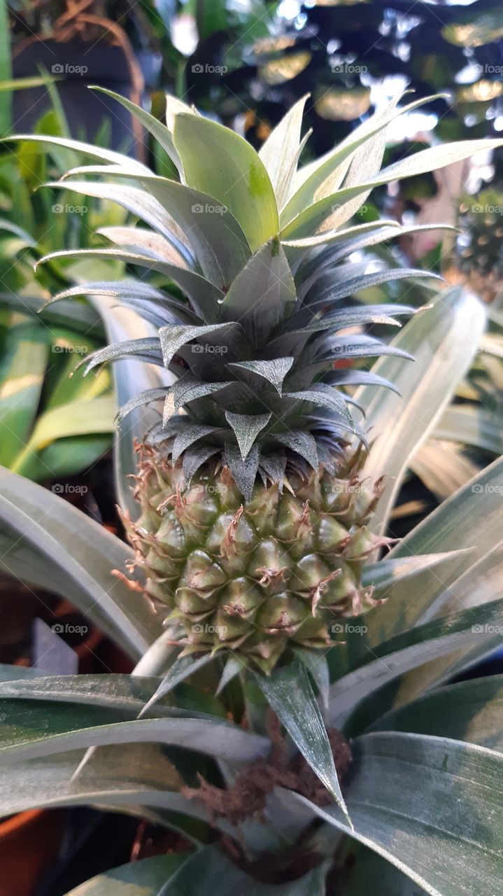 pineapple