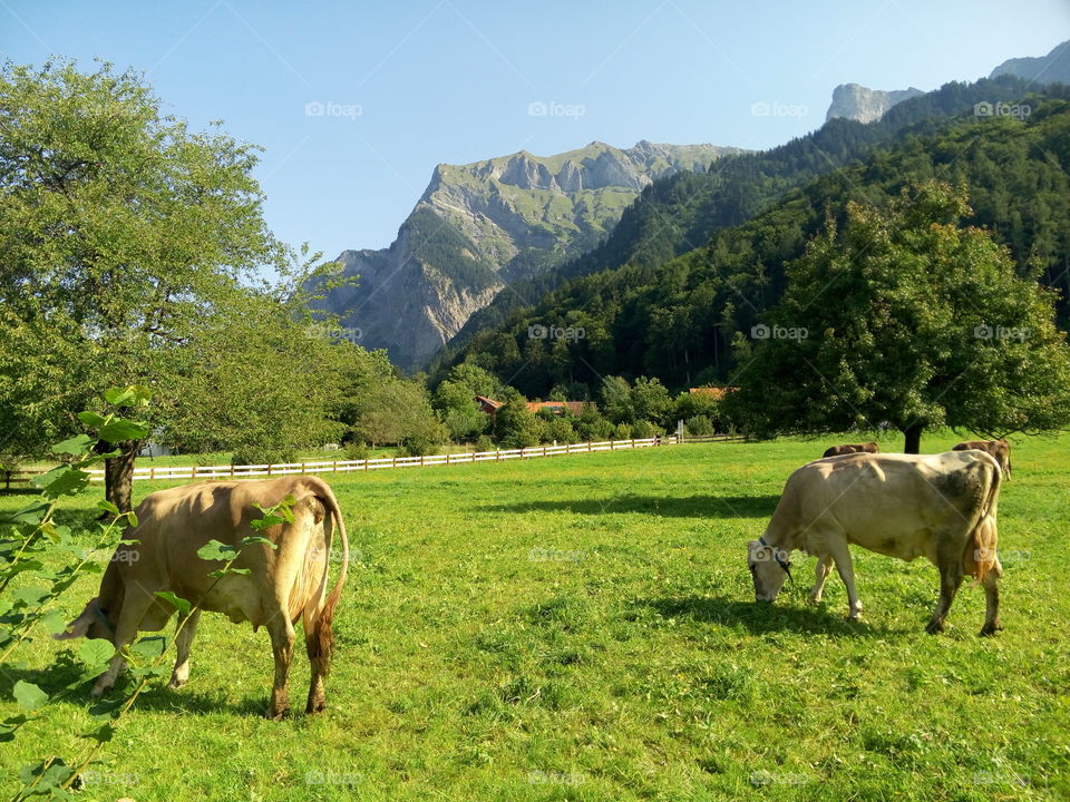 Cows in a mountain in a Switzerland