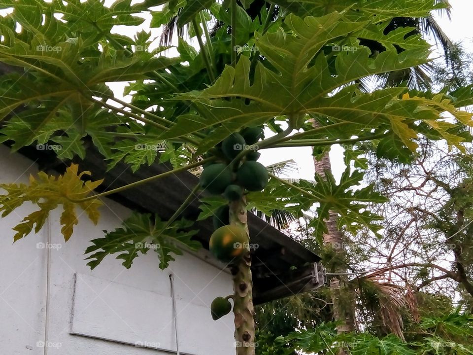 papaya fruits
