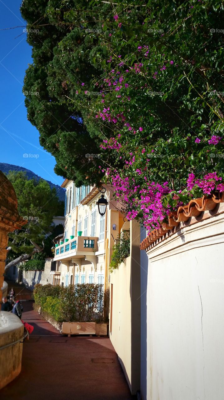 Beautiful flowers and a house in Monaco