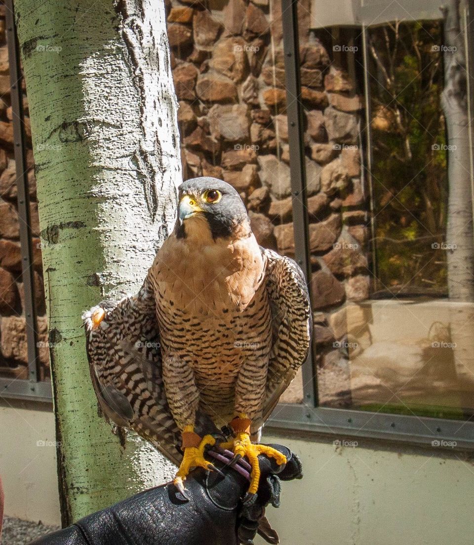 Peregrine Falcon 