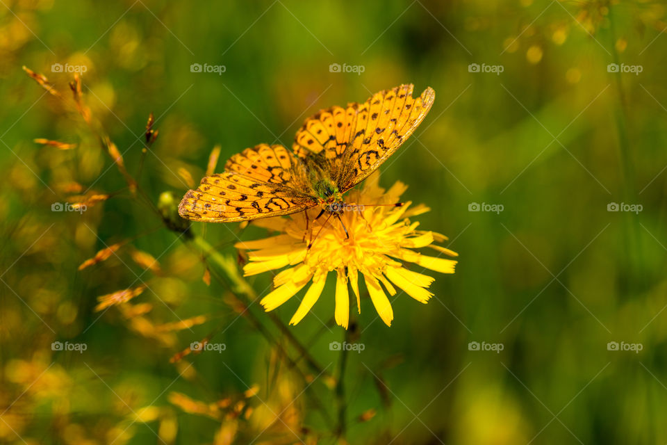 macro photo of a butterfly on a yellow flower in the meadow