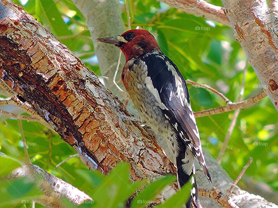 Red- Breasted Sapsucker