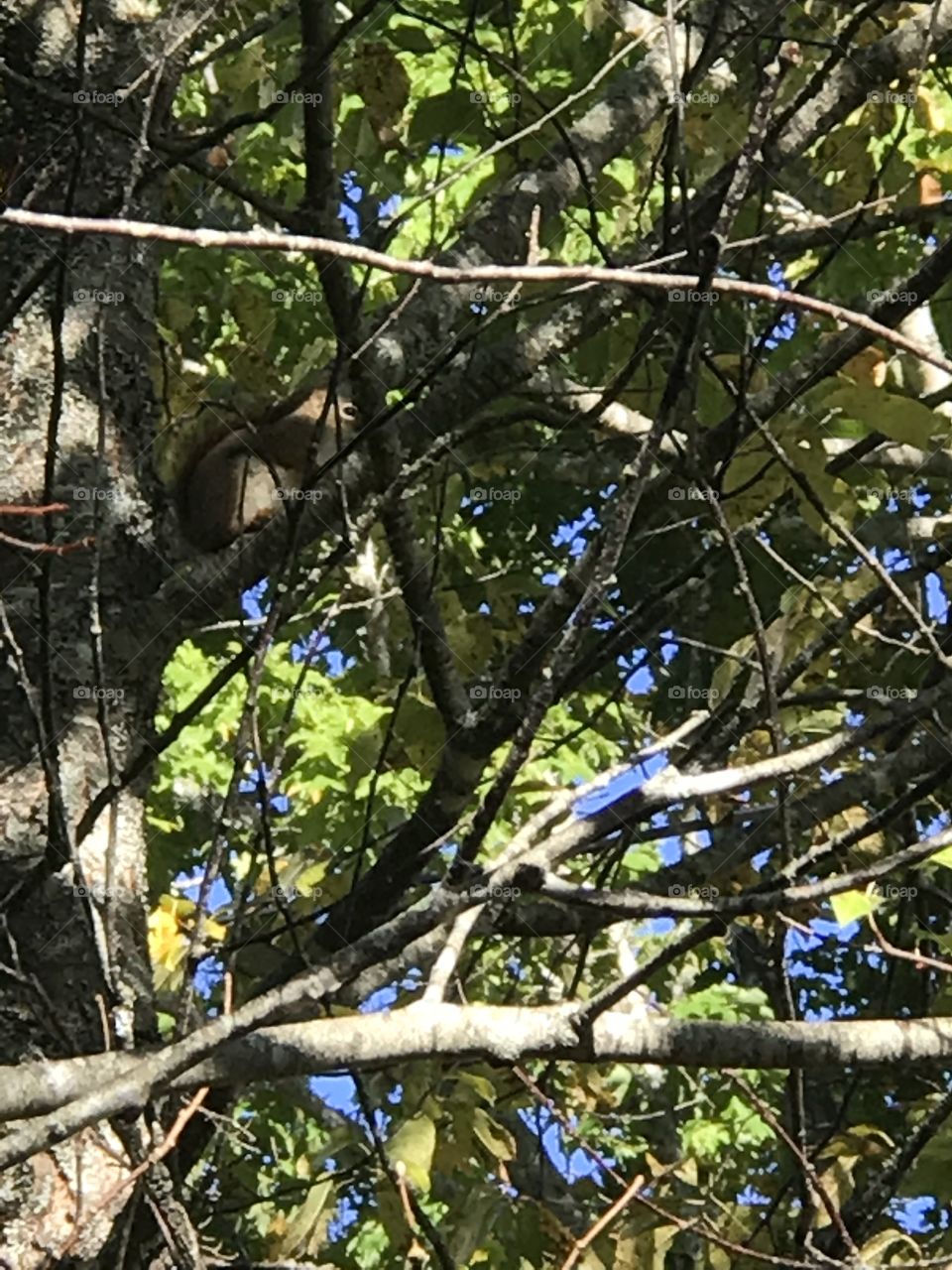 Camouflage squirrel 🐿