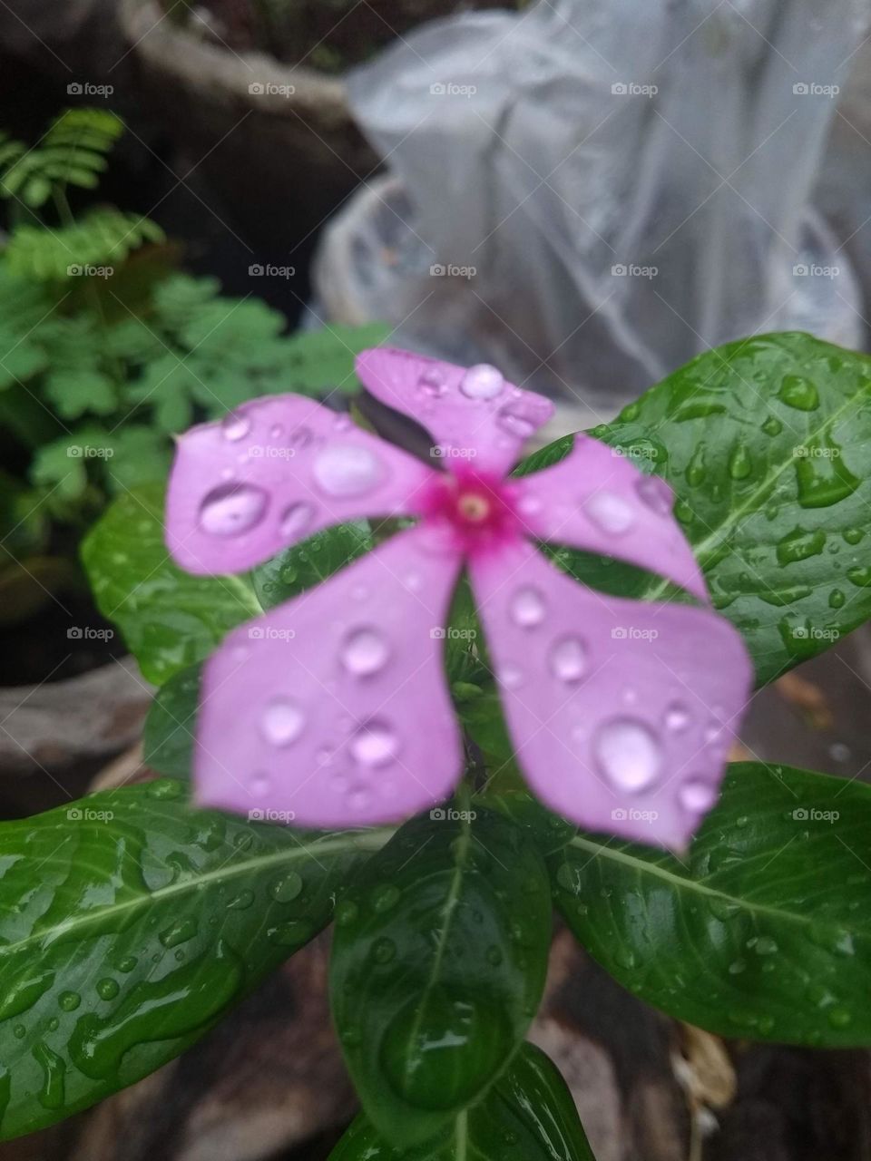 rain drops are looking beautiful on my garden plants