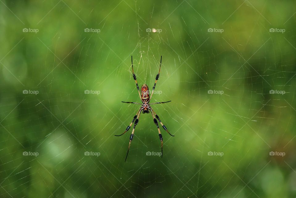 This beautiful spider has made an amazing web between two mangrove trees.