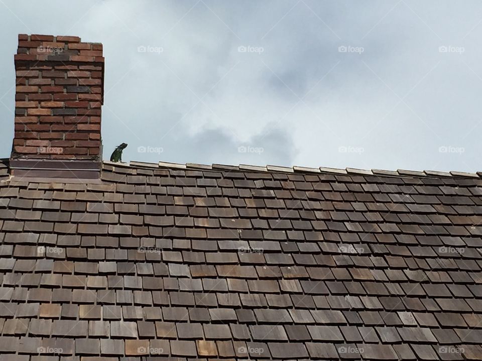 Iguana on roof