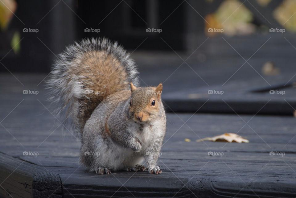 ground autumn squirrel mammals by evelia