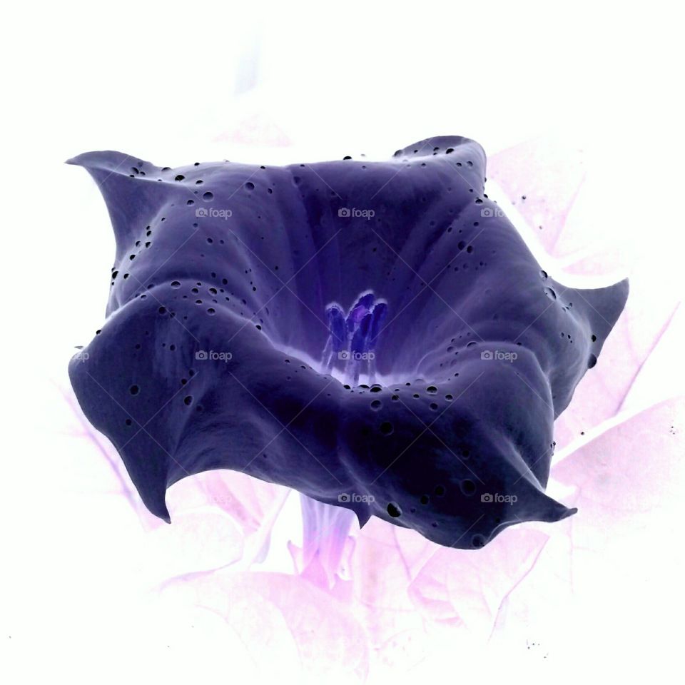 Datura Inoxia Bloom in the Negative with Purple Tint