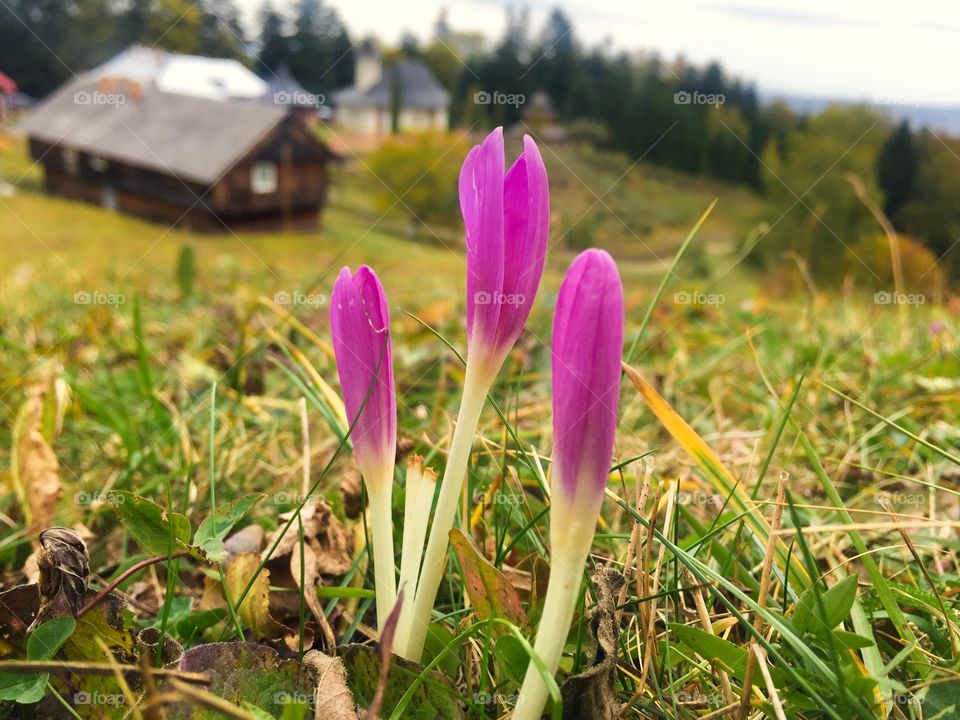 Three crocuses on the field with rural scenery in the background 