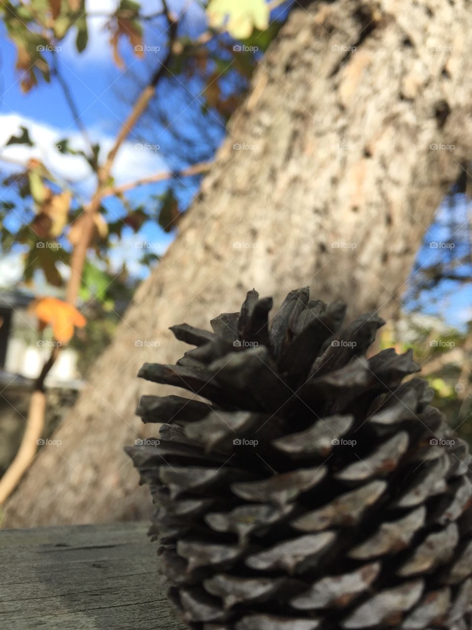 Autumn pinecone