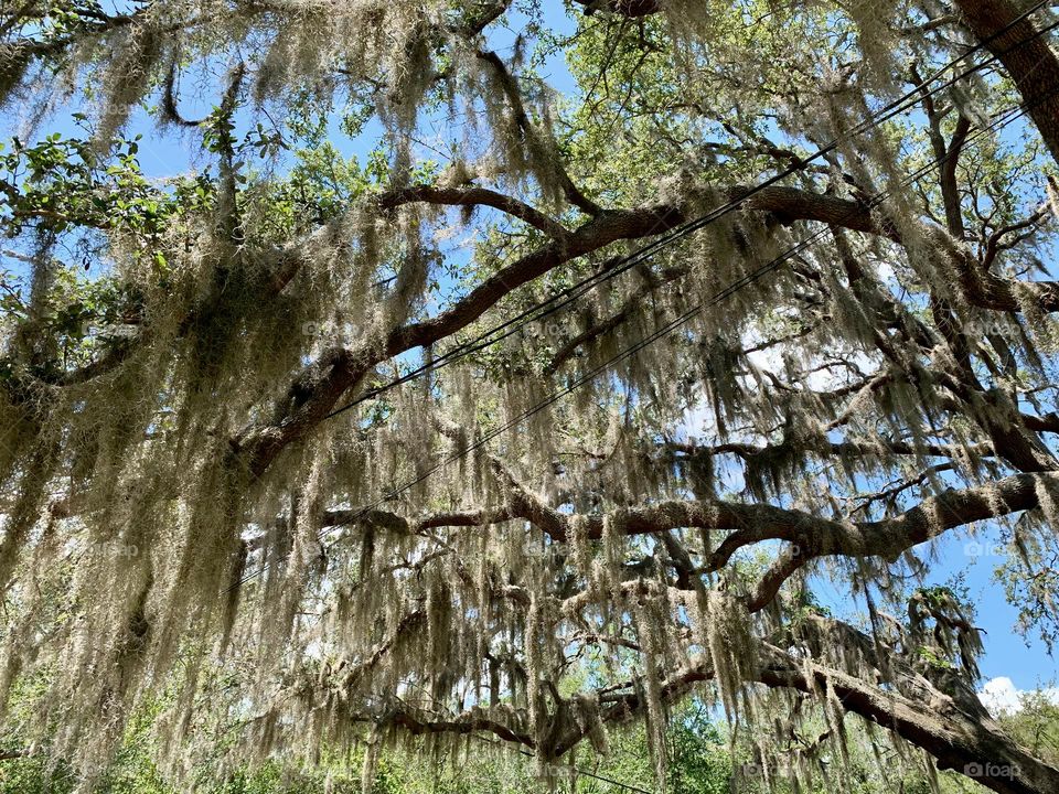 Southeastern Live Tree Oak With Leaf Hair Hanging Down The Branches Under The Sunlight. 