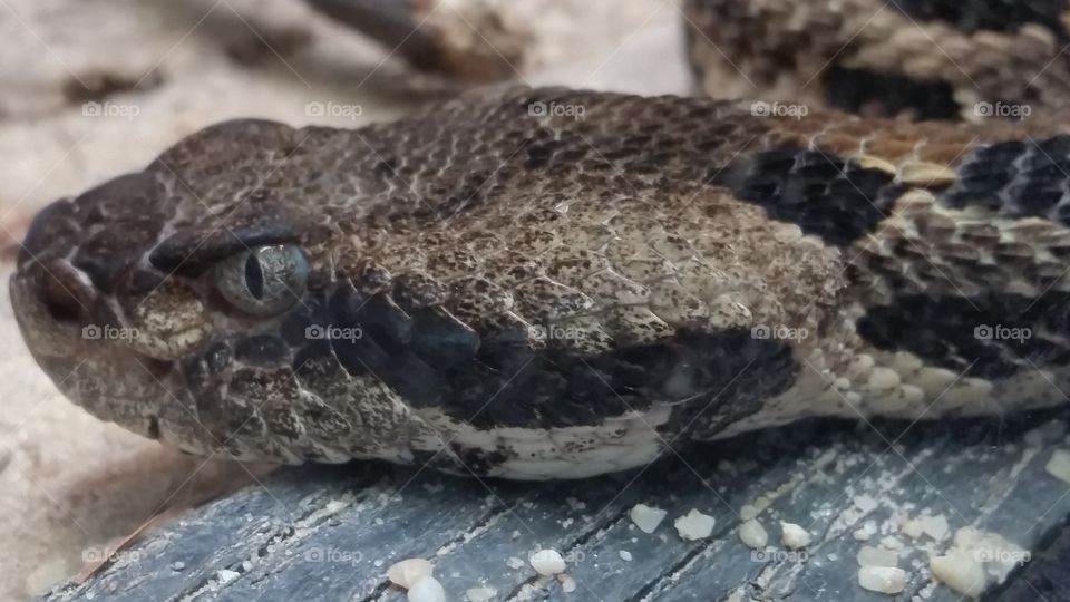 rattlesnakes with a menacing glare