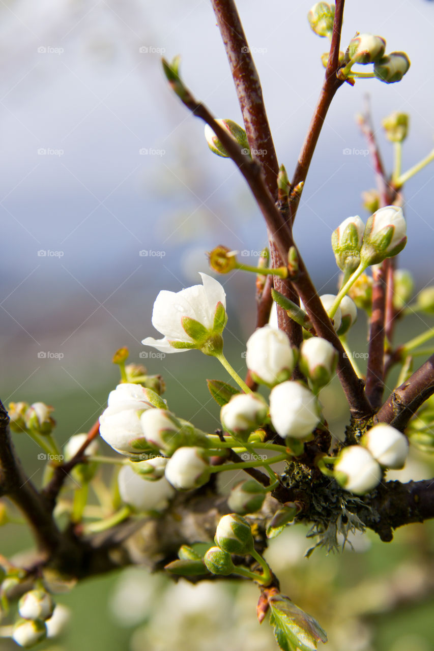 Blossoming fruit tree with delicate white flowers, it's spring!