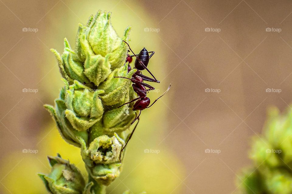 a little ant searching