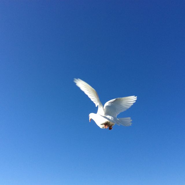 Beautiful bird