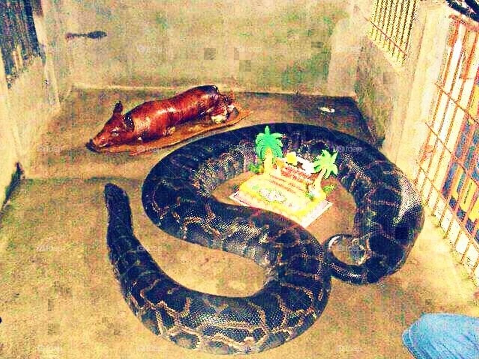 The Snake On Birthday