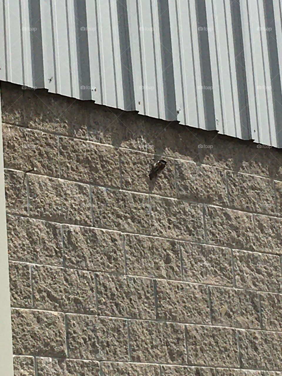 Watching a bird sitting on a bolt that’s in the wall outside a store. Just sunbathing.
