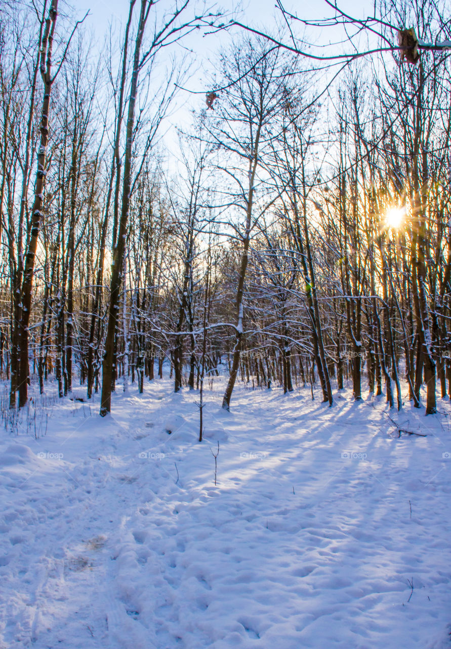 Snow covered on trees in forest