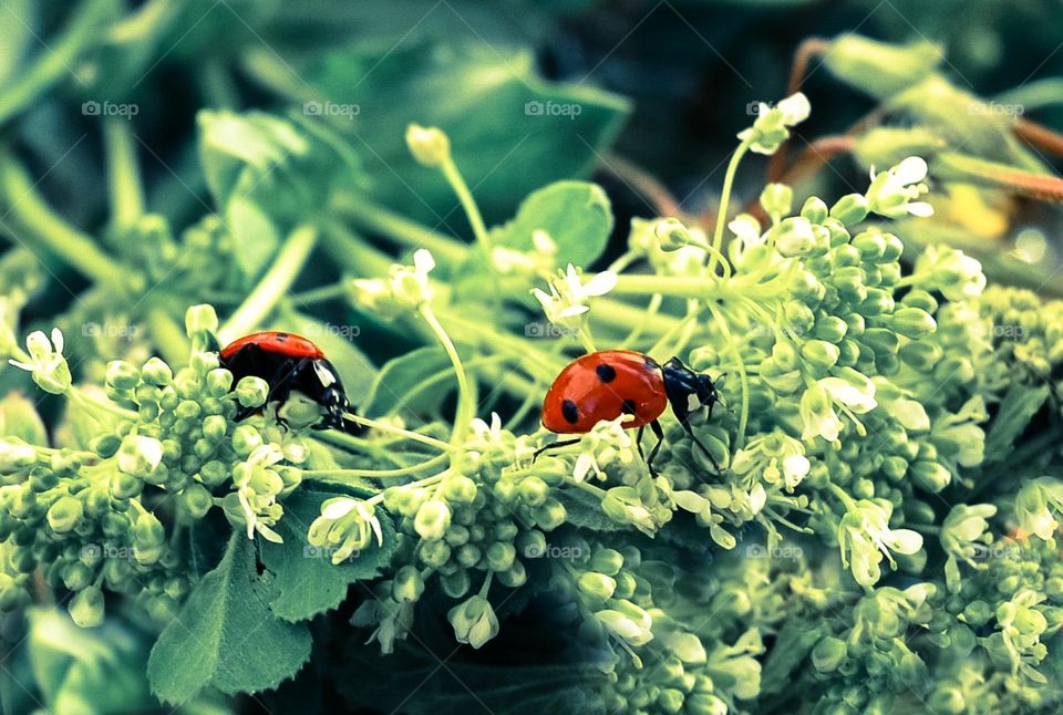 Ladybugs