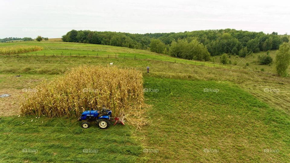 Tractor pick up the corn