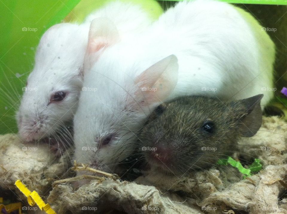 Pile o' mousies