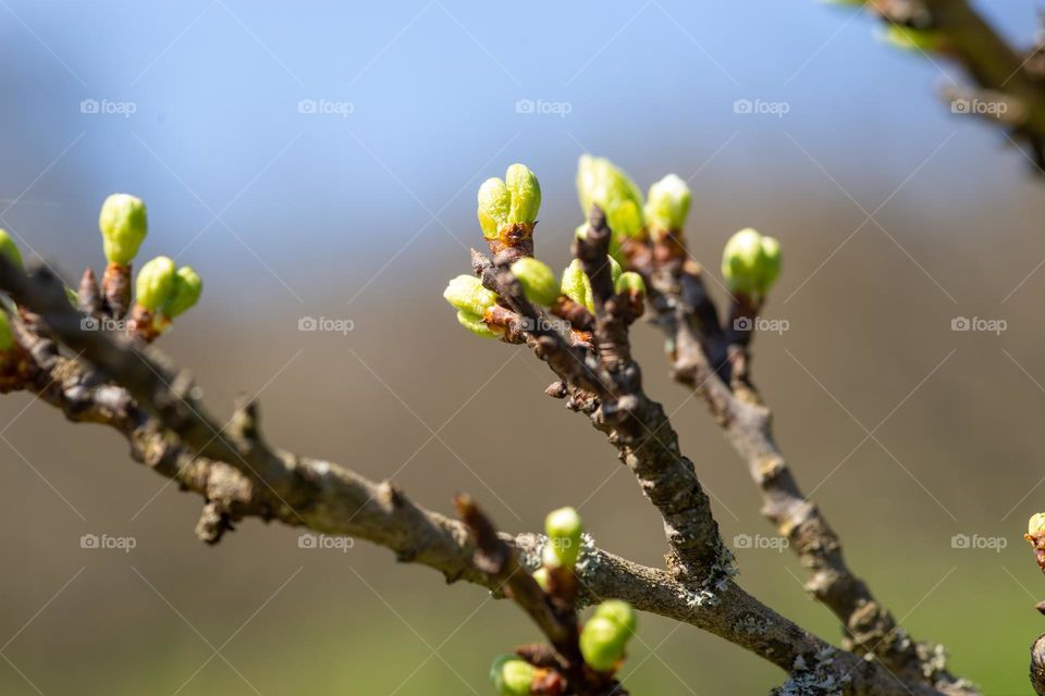 buds on tree