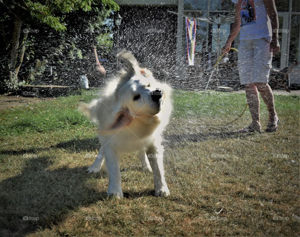 Labrador retriever dog shaking his fur after a shower so waterdrops fly around him