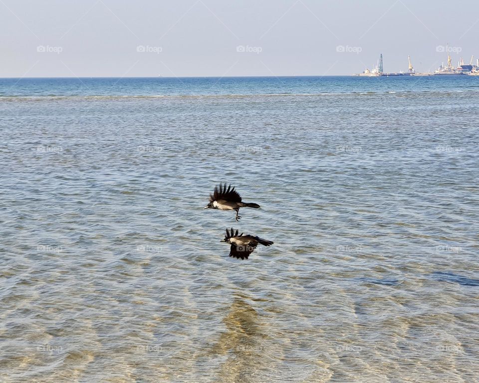 Crows in unusual poses fly over the sea