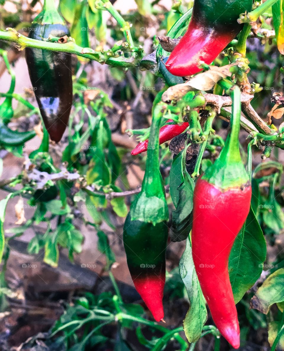 Chile chilli pepper bush plant red and green