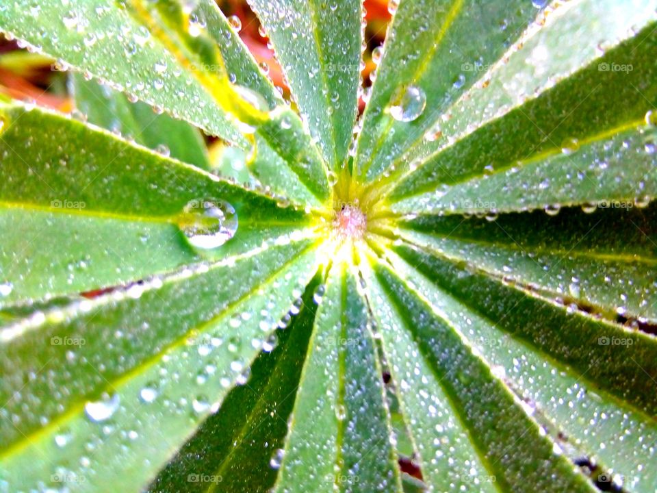 dew on leaves