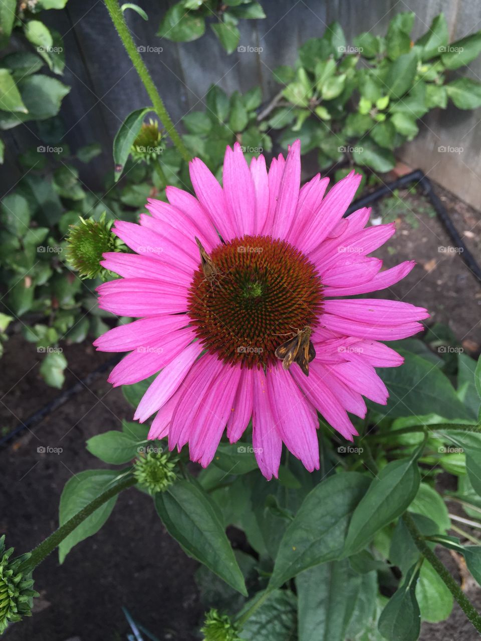 Pink daisy petal 