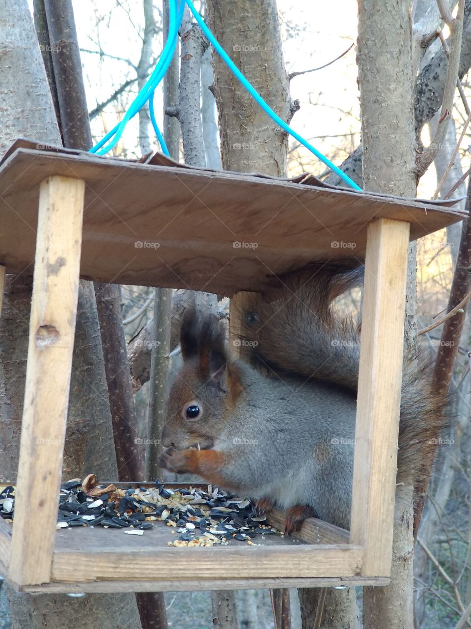 Squirrel nibbles nuts in the feeder