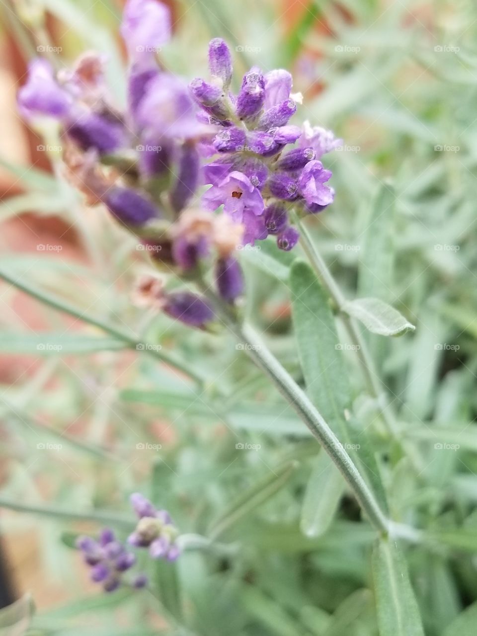 Lovely Lavender