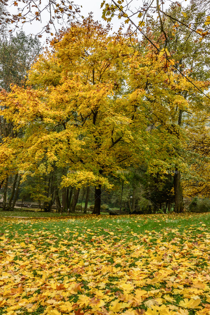 Autumn leafs fallen of tree