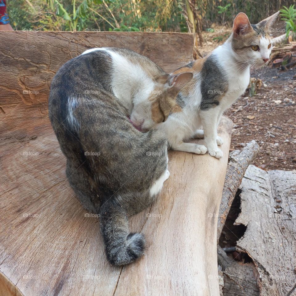 Beautiful cat sitting on a piece of wood