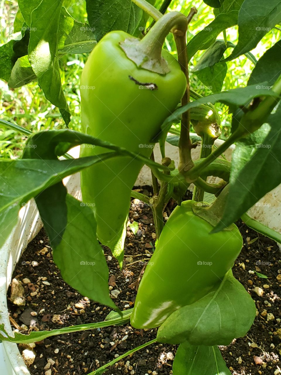 green peppers