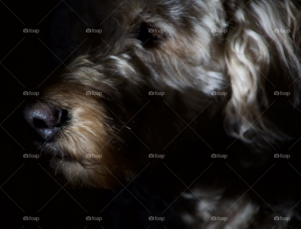 Shadows casting over a Goldendoodle’s profile