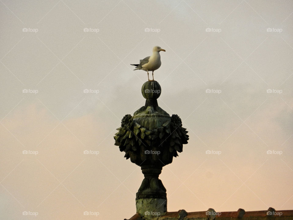 seagull at the top of the church
