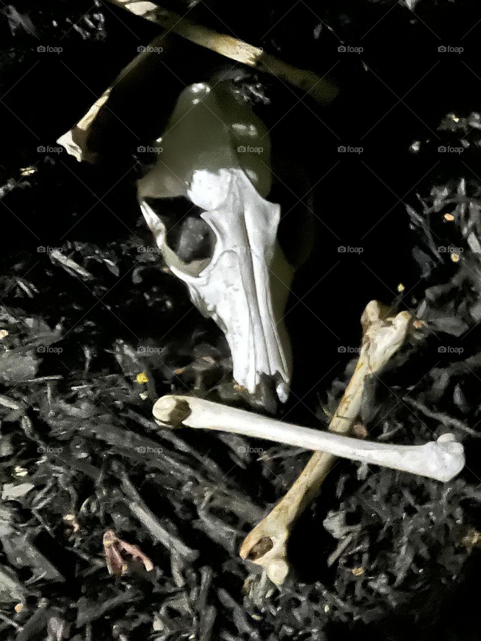 Skull and crossbones 