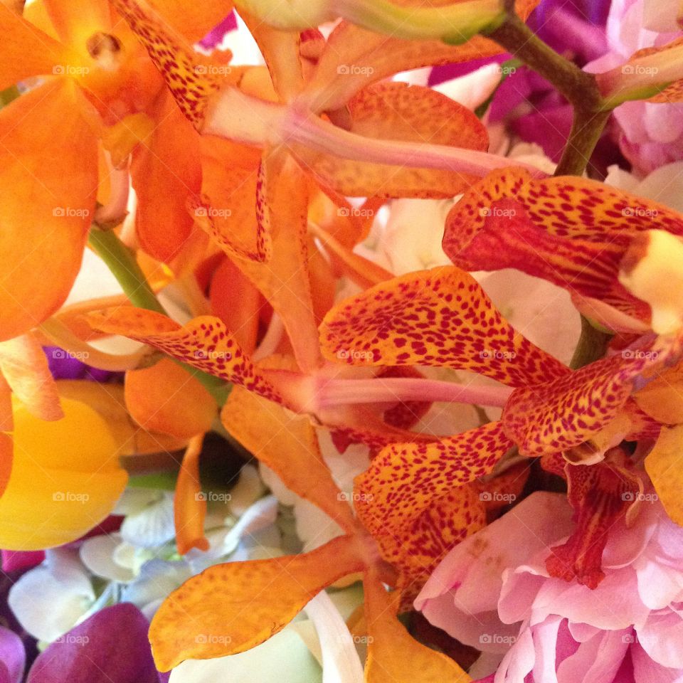 Orange orchids