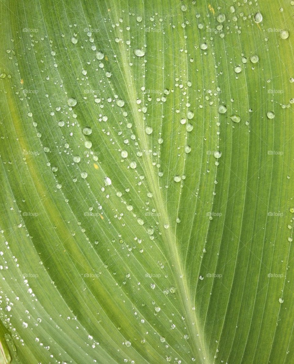 Water droplets on fresh green leaf