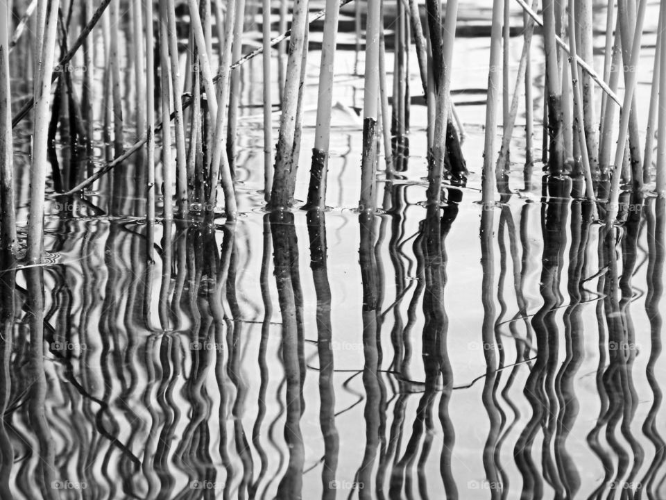 Reflected plants 