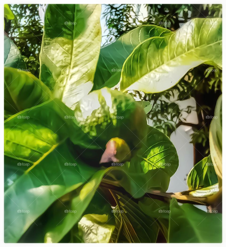 Best Indian fruit Gauva nice and image it is very healthy