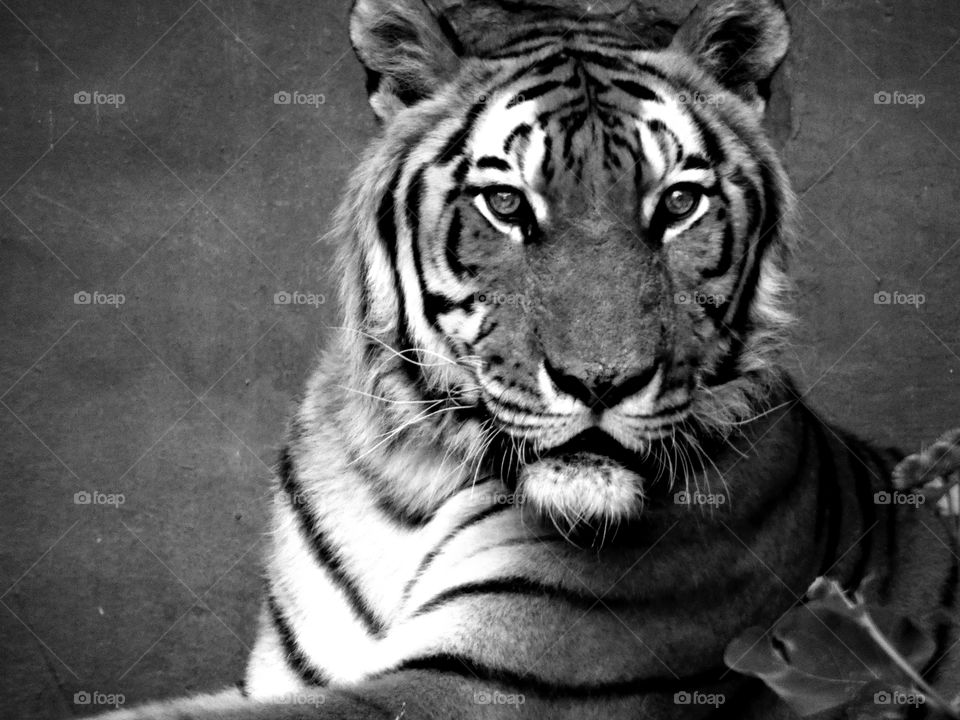 tiger black and white