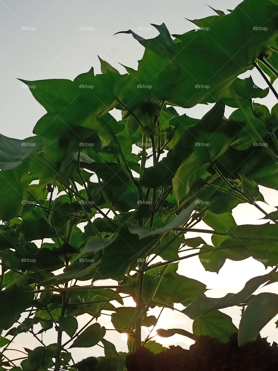 Cotton Farming ☘️