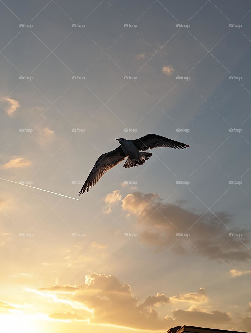 Flying by the Sunset