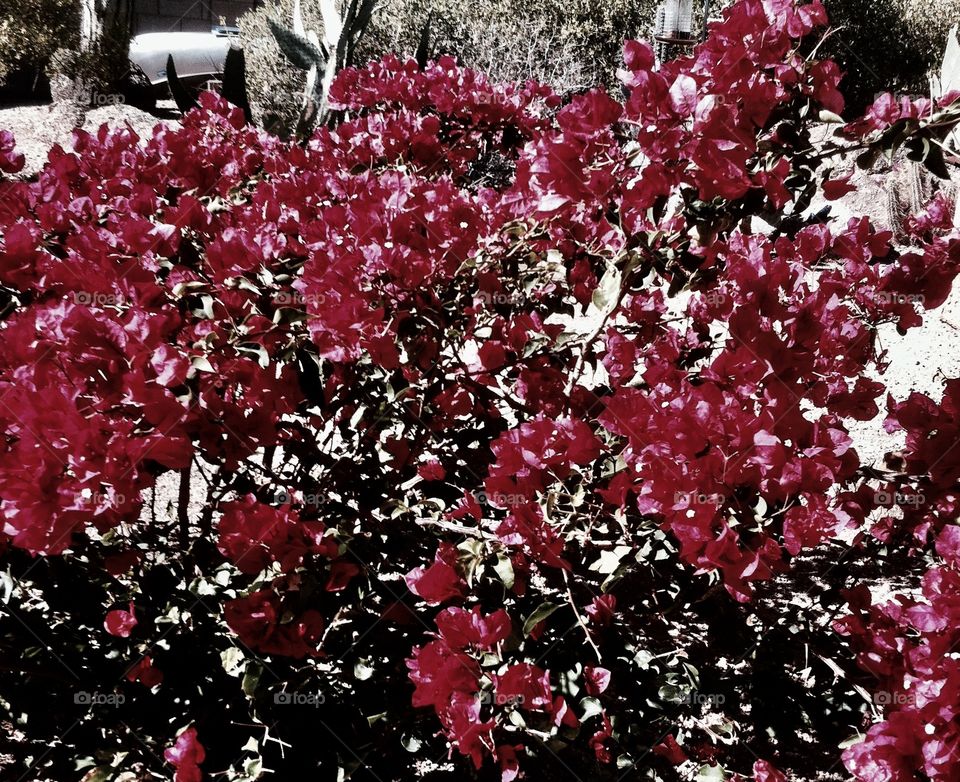 Pink flowers in the Arizona desert