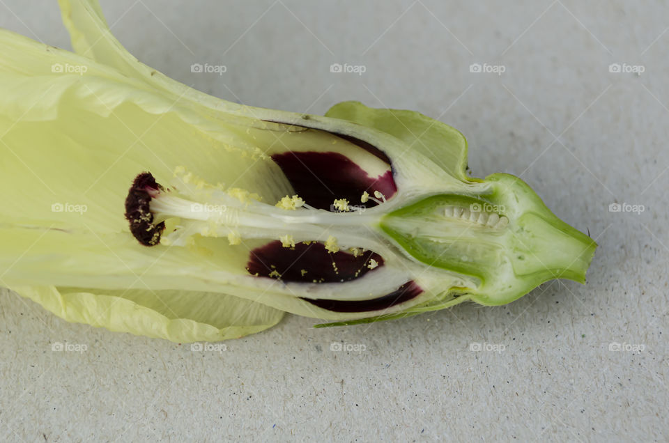 Inside Okra Blossom